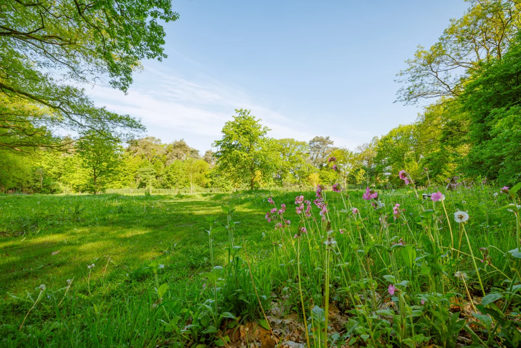 Bloemen en gras in bloei op natuurbegraafplaats Het Kleine Blik, met bomen op de achtergrond.