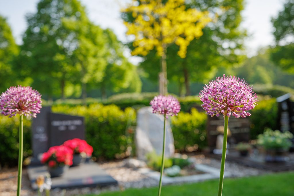 Paarse sieruien op de voorgrond met graven en groen op de begraafplaats aan de Meester Ponsteenlaan op de achtergrond.